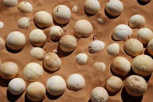 Citrouilles d'illizi