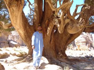 Cyprés Millenaire Tassili (illizi)