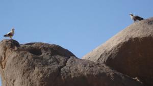 Aigles du Tassili (illizi)