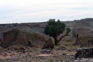 Cyprès du Tassili (illizi)