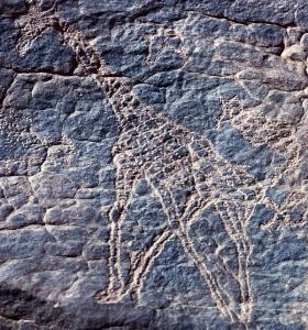 Gravure de girafe néolithique (An Zaouaten) (iIllizi)