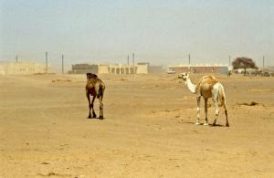Arrivée au Fort Gardel (illizi)