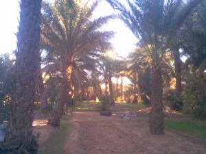 Palmeraie à Bordj Omar Idriss (Illizi)