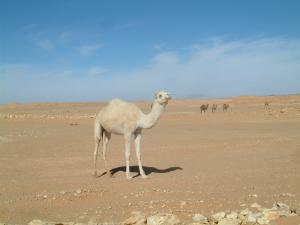 Jeune Dromadaire (illizi)