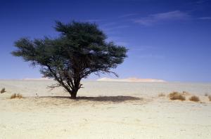 Cyprès du désert (illizi)