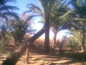 Palmeraie à Illizi