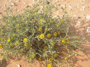 Fleurs du désert (illizi)