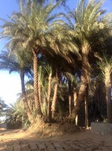 SIDI MOUSSA à Bordj Omar Idriss (illizi)