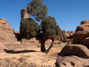Les cyprès millénaires de l'oued Tamrit (illizi)