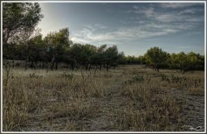 Foret Boumergued à Bordj Bou Arrerij
