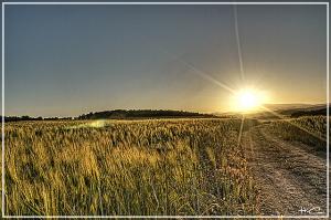 Champ de Blé près de Bordj Bou Arrerij
