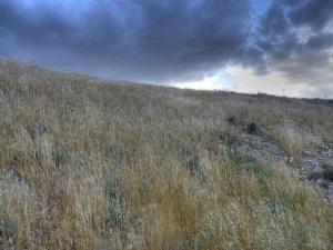 Champ de Blé prêt pour la récolte (Bordj Bou Arrerij)
