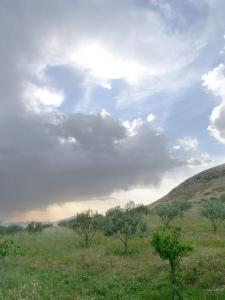 Champ d'Olivier à Bordj Bou Arrerij
