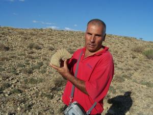 Fossiles (Bordj Bou Arrerij)