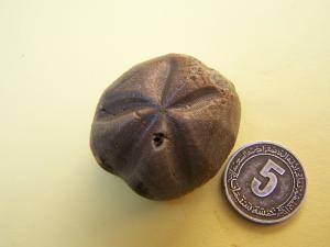 Echinide irregulier Toxaster Amplus  du crétacé inferieur neritique