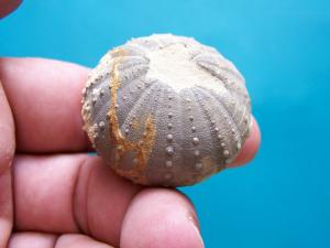 Echinide regulier 100 millions d'annees Association BiBan Fossil. Diplopdia Pentagona (Bordj Bou Arrerij)