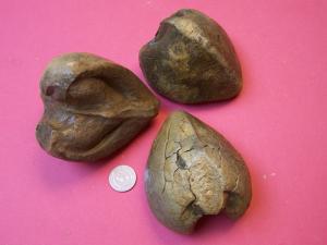 Fossiles bivalves  indeterminé-Association BiBan Fossil (Bordj Bou Arrerij)