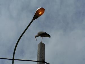 La cigogne blanche (Bordj Bou Arrerij)