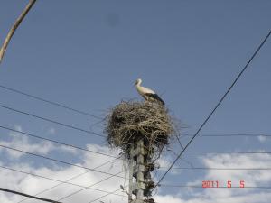 Cigogne (Bordj Bou Arrerij)
