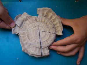 Moule Interne d'Ammonite (Bordj Bou Arrerij)