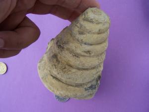 Gastero indeterminé (Bordj Bou Arrerij)