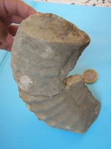 Ammonite indéterminé Crétacé ....(Bordj Bou Arrerij)