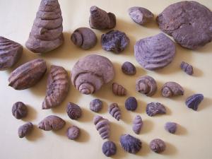 Fossiles (Bordj Bou Arrerij)