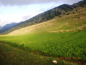 Champ agricole à Bordj Bou Arrerij