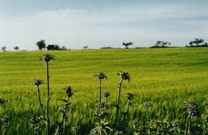 Prairie Ain Soltane (Bordj Bou Arrerij)