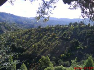 Sahel (champs d'olive) - Guenzet-Bordj Bou Arrerij