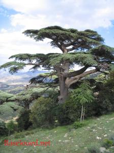 Merveilles de Mzaita (Bordj Bou Arrerij)