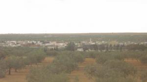 Champ d'oliviers près de Boumerdes