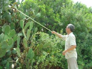 Cueillette de figues de Barbarie
