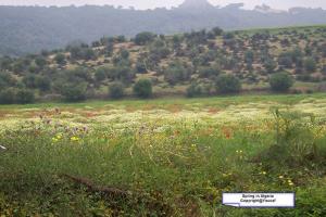 Plaine  des Issers (Boumerdes)