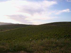 Paysage de Boumerdes