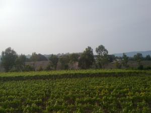 Champ Agricole à Boumerdes