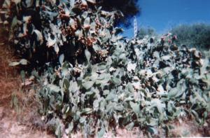 Figue de barbarie (Boumerdes)