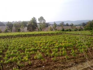 Champ Agricole à Boumerdes