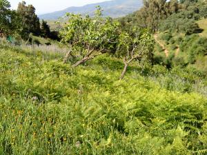 Paysage de Boumerdes au printemps