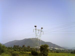 Nids de Cigognes à Sidi Naamane (Boumerdes)