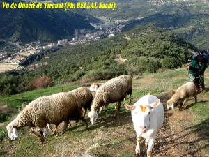 Vue de Ouacif de Tiroual (Boumerdes)