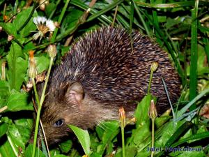 Hérisson d'Algérie  (Atelerix algirus) à El Taref
