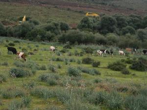 Massacre environnemental à El Kala  (El Taref)