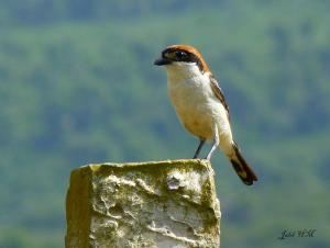 Pie-Grièche à tête Rousse (Lanius Senator) (Wilaya d'El Taref)
