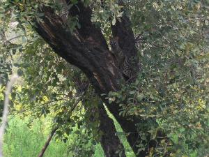 Forêt d'El Kala à El Taref