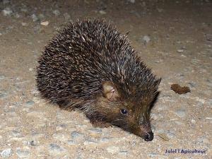 Hérisson d'Algérie  (Atelerix algirus) à El Taref