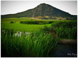 Parc du lac Tonga à El Kala (El Taref)