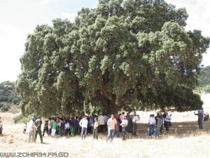 Chaîne agé de 300 ans dans la région de Taglait (Bordj Bou Arrerij)