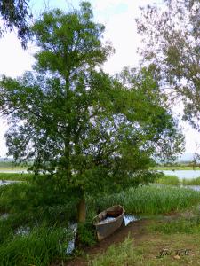 Lac Tonga (El Taref)
