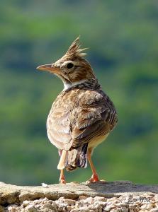 Cochevis huppé (Galerida cristata) à El Taref